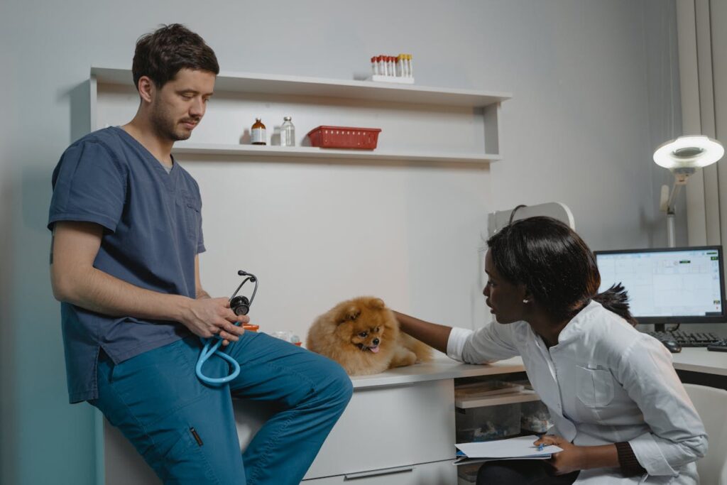 Concurso CFMV 2025, exemplo de atendimento veterinario